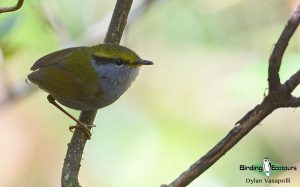 Himalayas birding tours