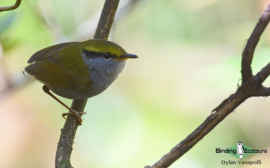 Himalayas birding tours