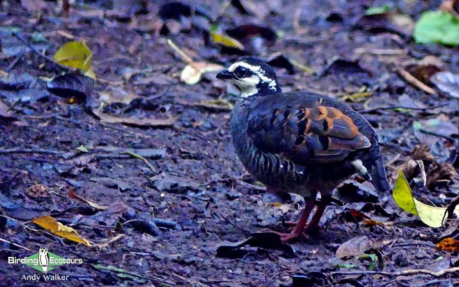 Indonesia birding tour Bali and East Java
