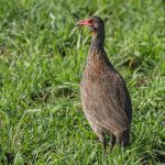 Northern Tanzania birding tours
