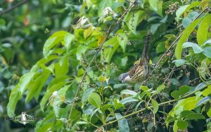 Vietnam birding tours