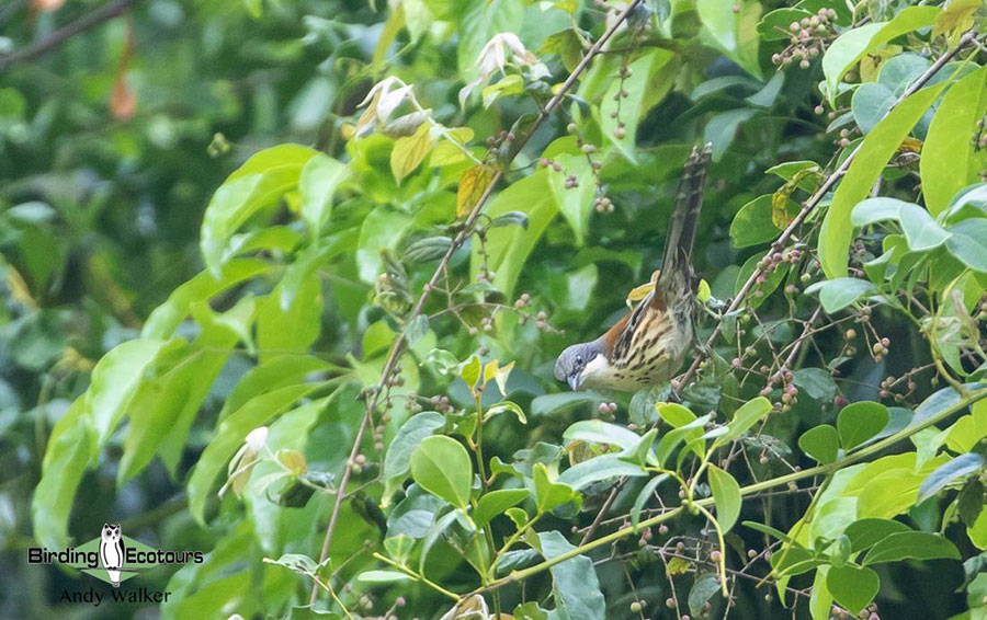 Vietnam birding tours
