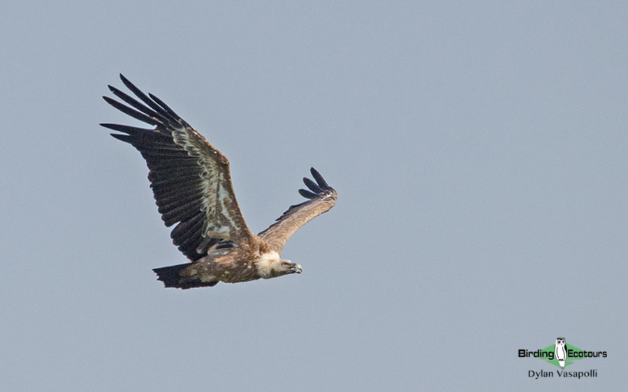 Portugal birding tour