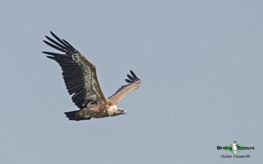 Portugal birding tour