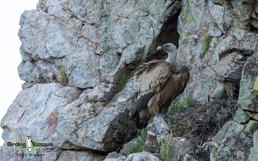 Spain birding tours