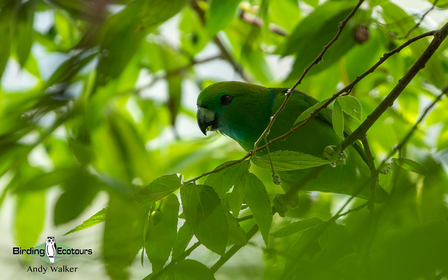 The Philippines Endemic Birding 