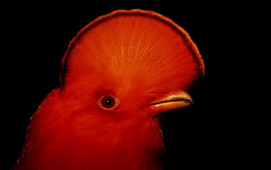 Guyana Birding Tours