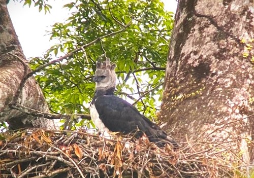 Guyana birding tours