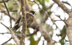 Hawaii birding tours