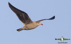 California birding tour