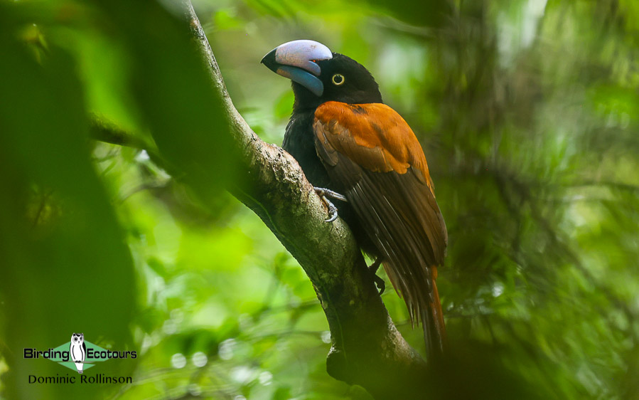 Masoala Peninsula birding tours