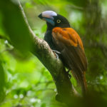 Masoala Peninsula birding tours