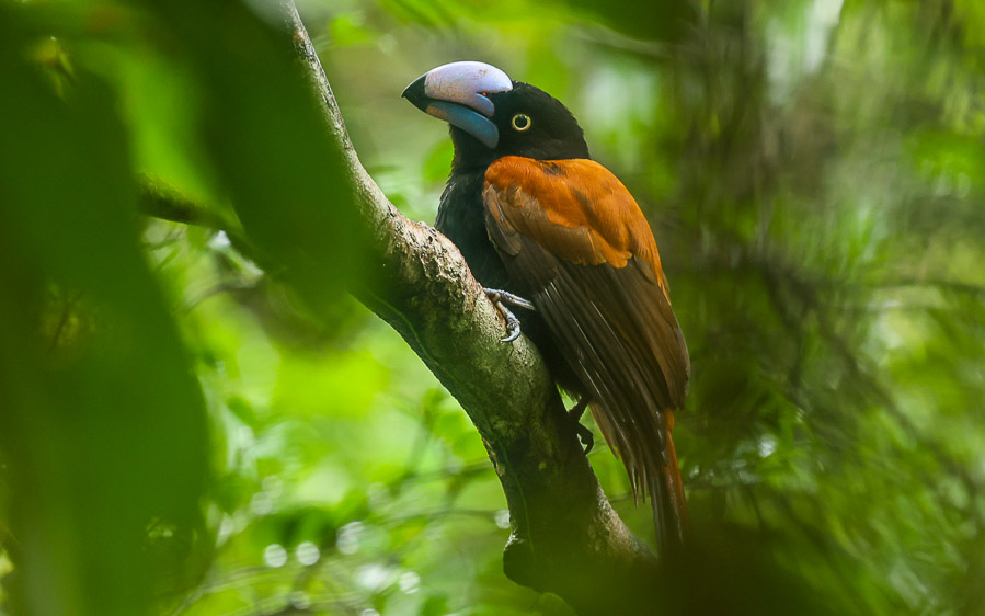 Masoala Peninsula birding tours