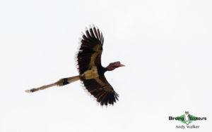 Borneo birding tours