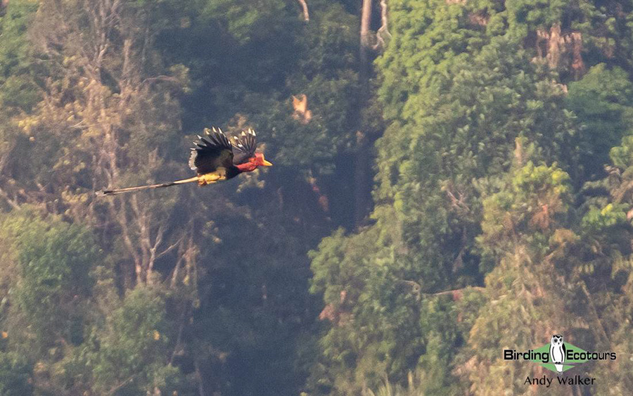 Southern Thailand birding tours