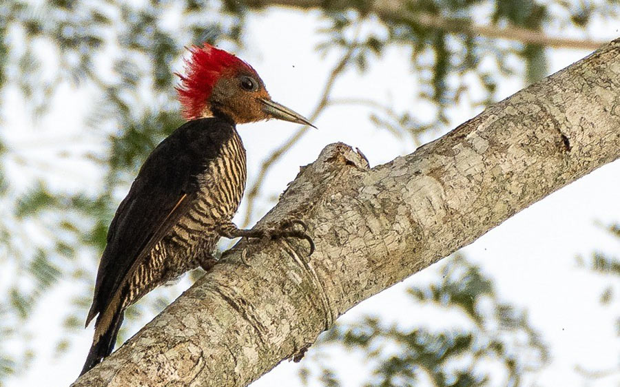 Paraguay birding tours