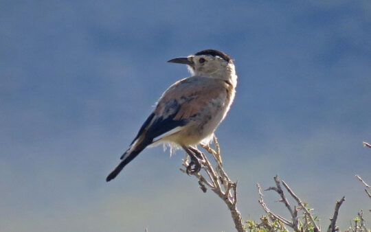 Mongolia birding tours