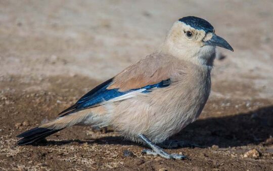 Mongolia Birding Tours