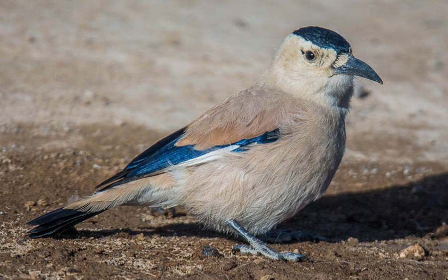 Mongolia Birding Tours