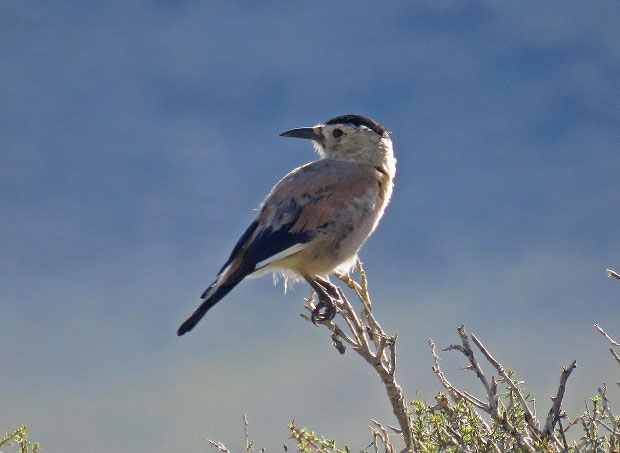 Mongolia birding tours