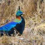 Bhutan birding tours