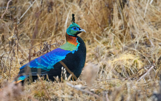 Bhutan birding tours