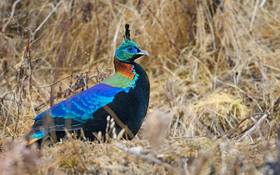 Bhutan birding tours
