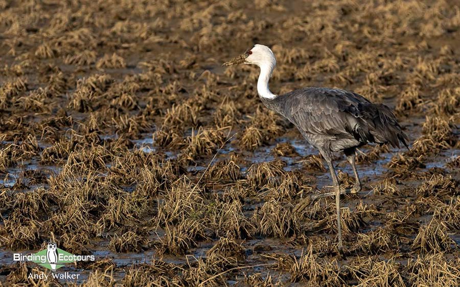 Japan Winter Birds