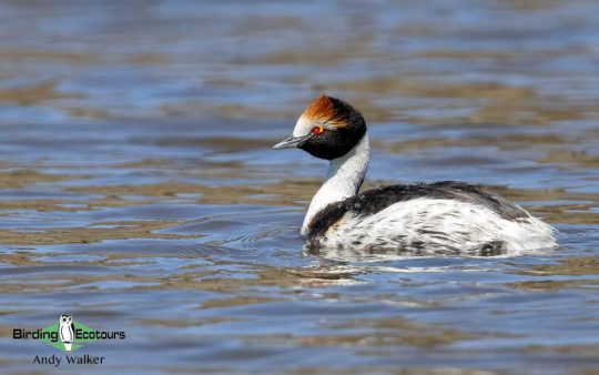 Patagonia birding tours