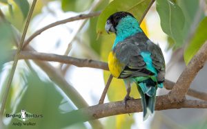 Northern Australia birding tours