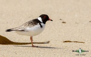 Outback birding tours