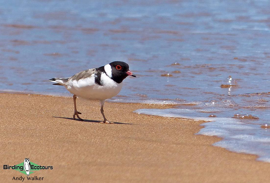 Southwest Australia birding tours