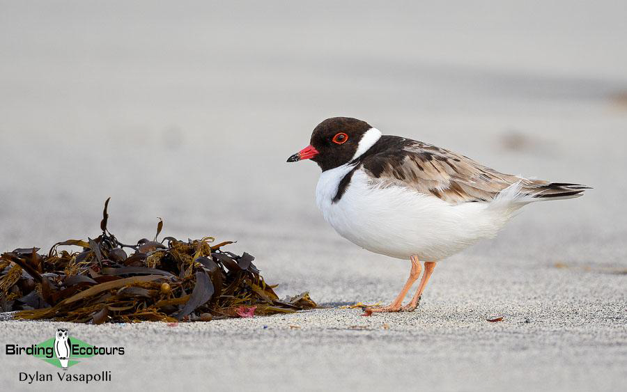 Western Australia birding tours