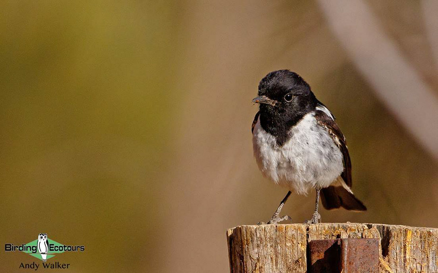 Alice Springs birding tours