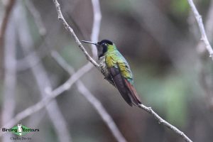 Northeast Brazil birding tours