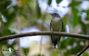 Sarawak birding tours