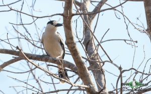 Berenty Reserve birding tour