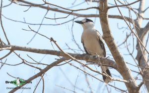 Northwest Madagascar birding tour