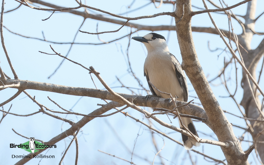 Northwest Madagascar birding tour