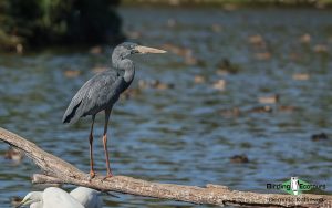 Remote North Madagascar birding tour