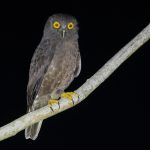 Andaman Islands birding tour