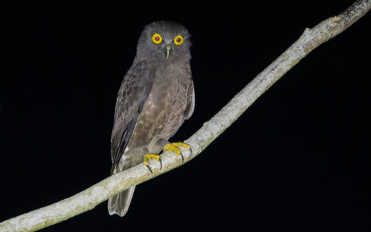 Andaman Islands birding tour