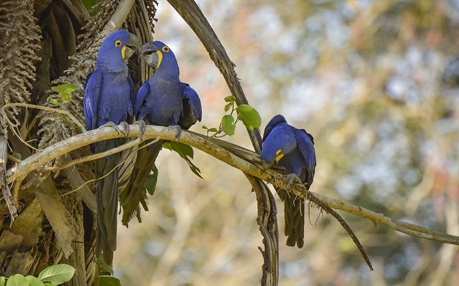 Brazil birding tours