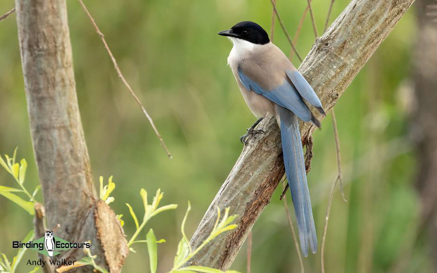 Spain birding tours