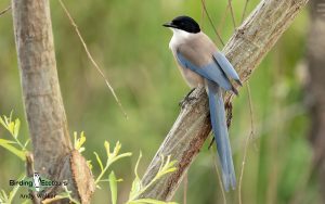 Spain birding tours