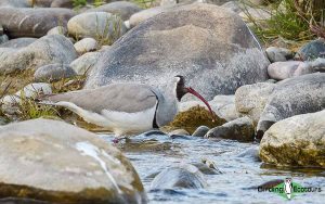 Nepal birding tours