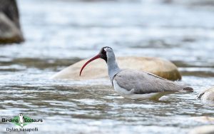 Northern India birding tour
