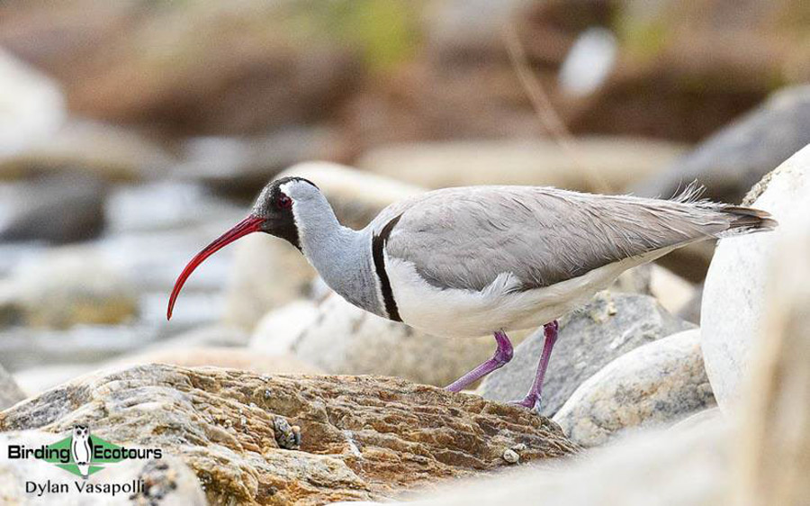 Quinghai birding tours