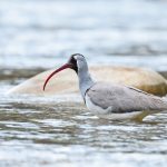 Nepal birding tours