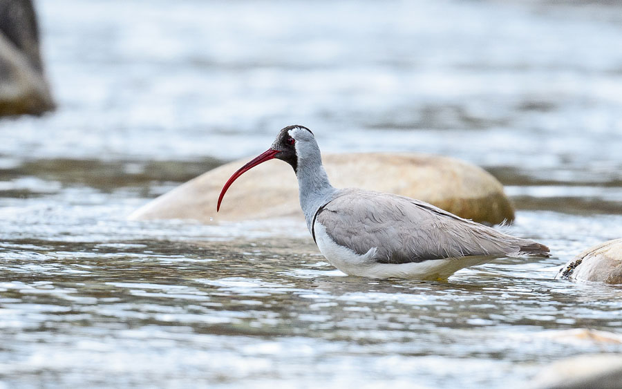 Nepal birding tours